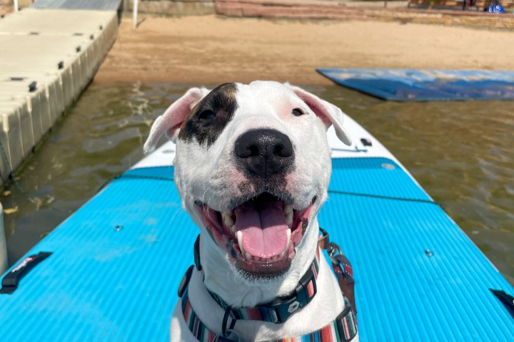 a dog on a sup