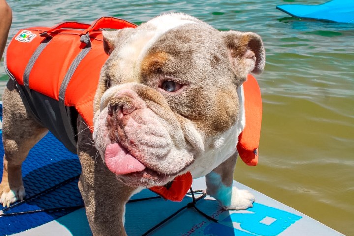 things to do with dogs